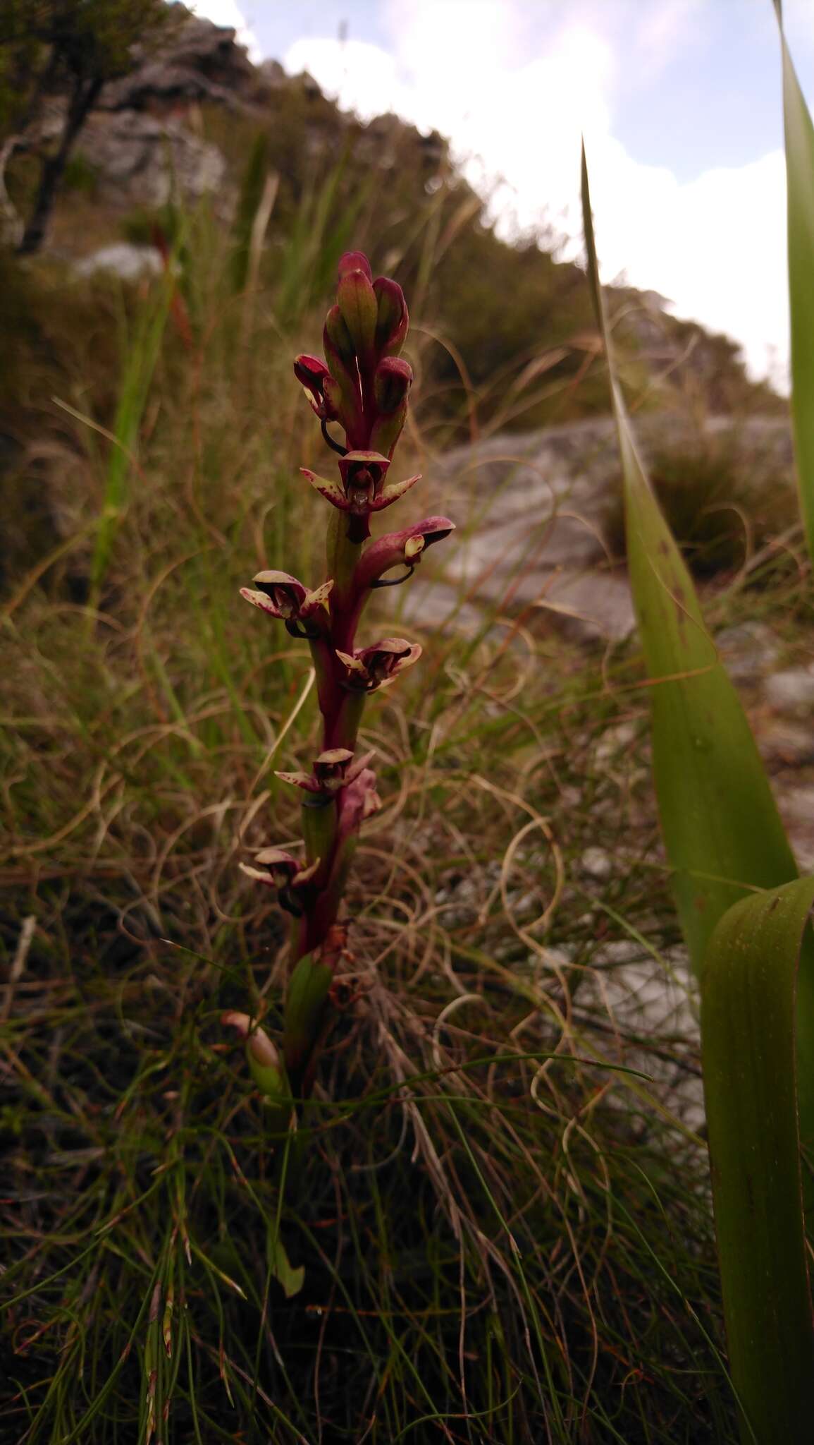 صورة Disa ophrydea (Lindl.) Bolus