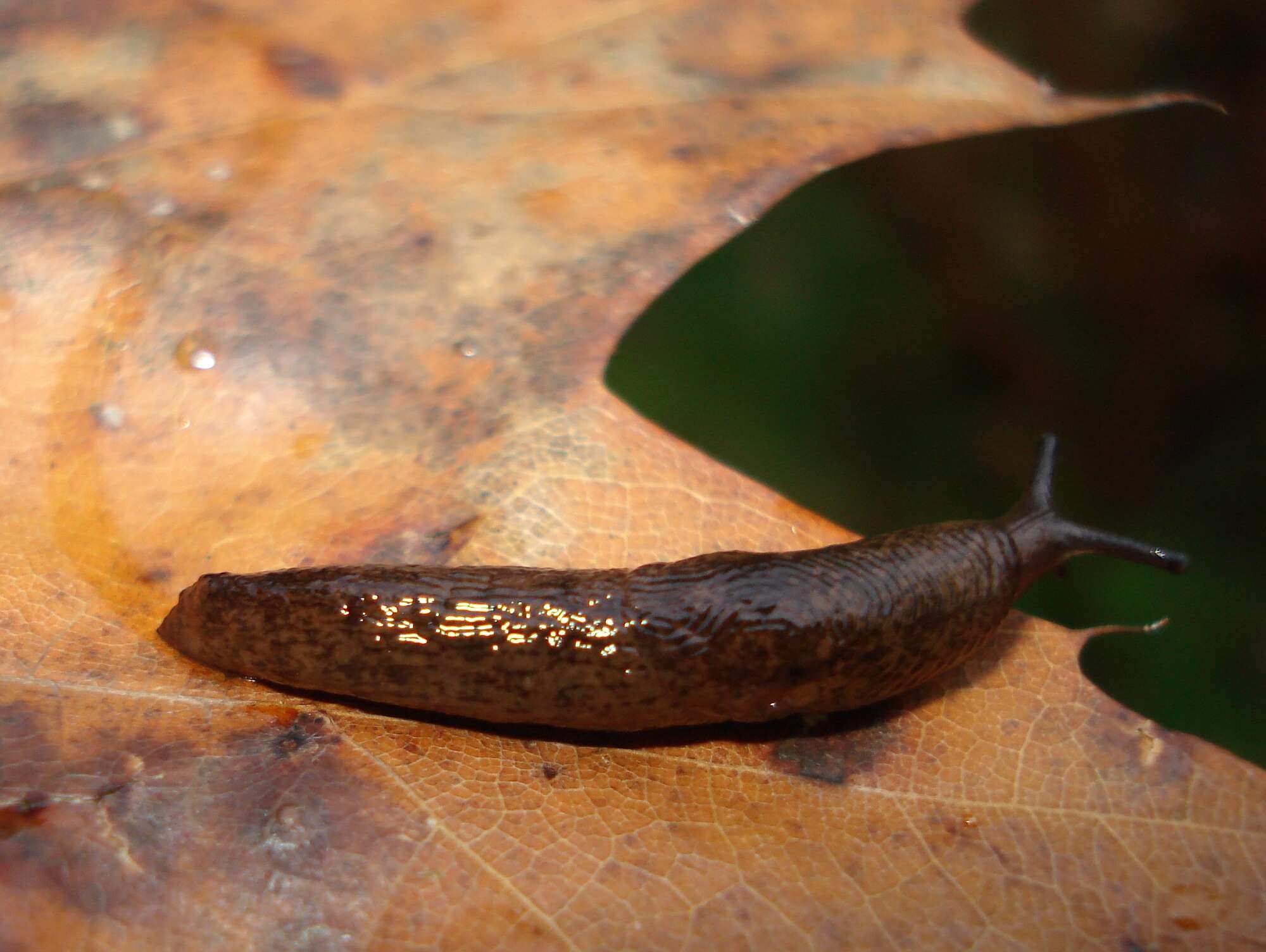 Image of caruana's slug