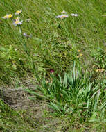 Image of streamside fleabane