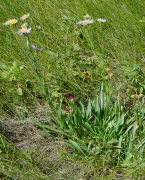 Image of streamside fleabane