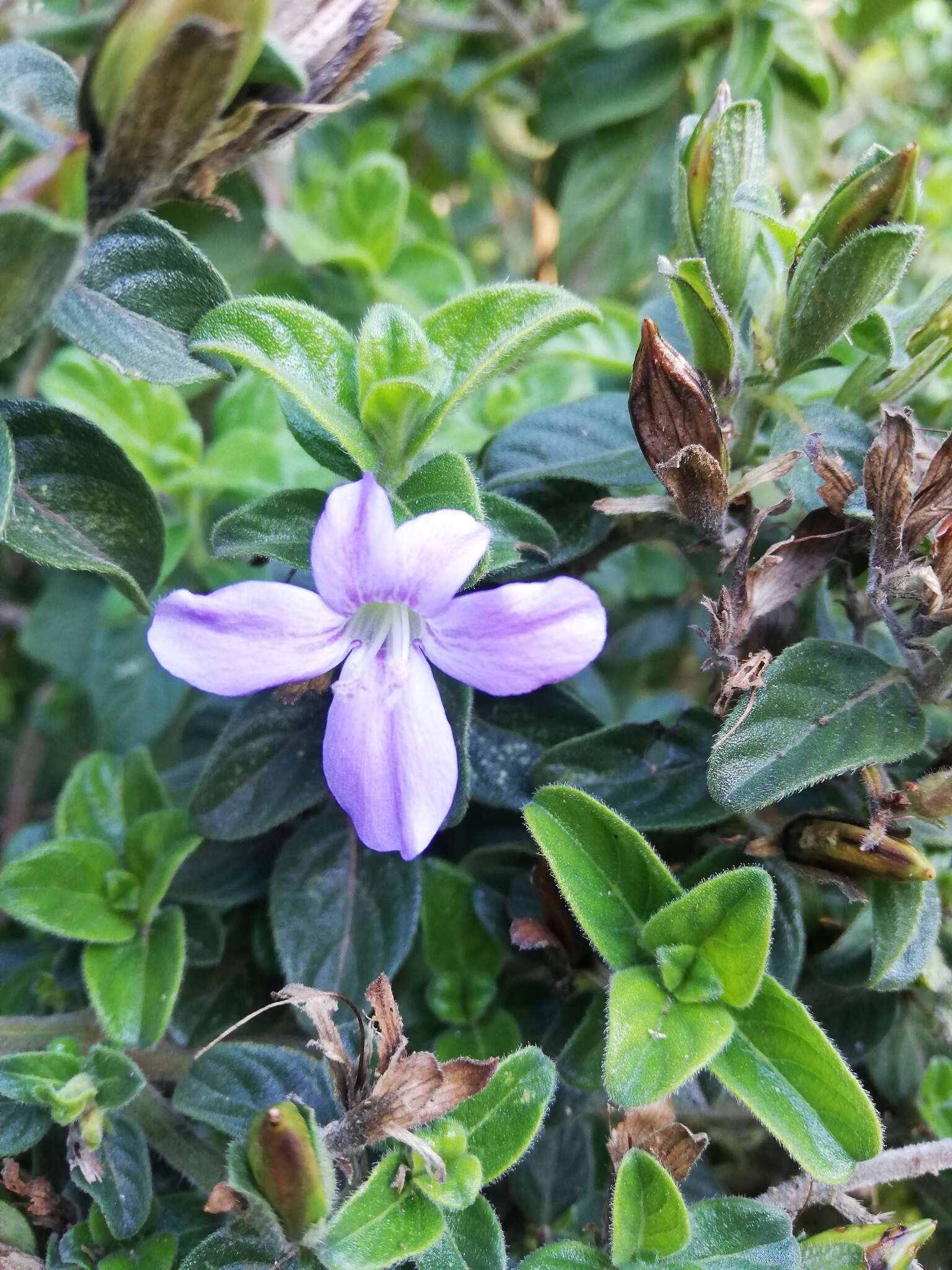 Imagem de Barleria obtusa Nees