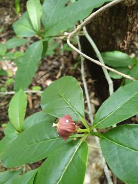 Image of Euphorbia tetraptera Baker