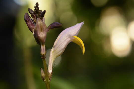 Gymnostachyum febrifugum Benth. resmi