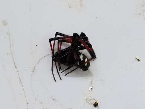 Latrodectus variolus Walckenaer 1837的圖片