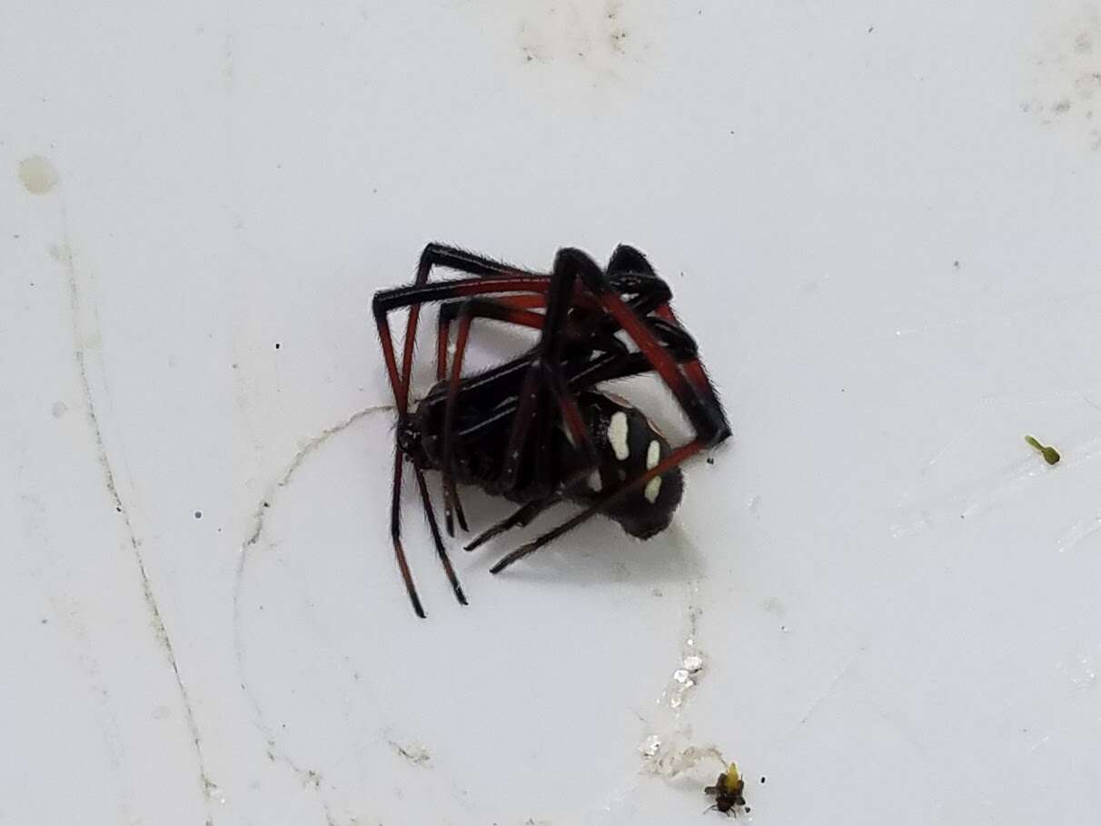 Image of Northern Black Widow