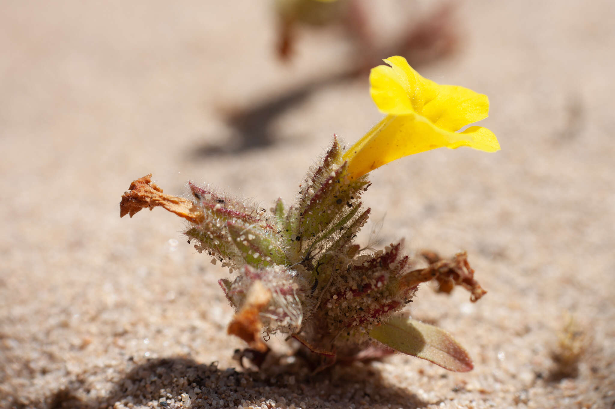 Image of Vandenberg monkeyflower