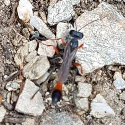 Imagem de Ammophila heydeni Dahlbom 1845