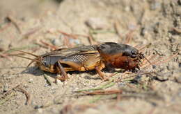 Image of European Mole Cricket