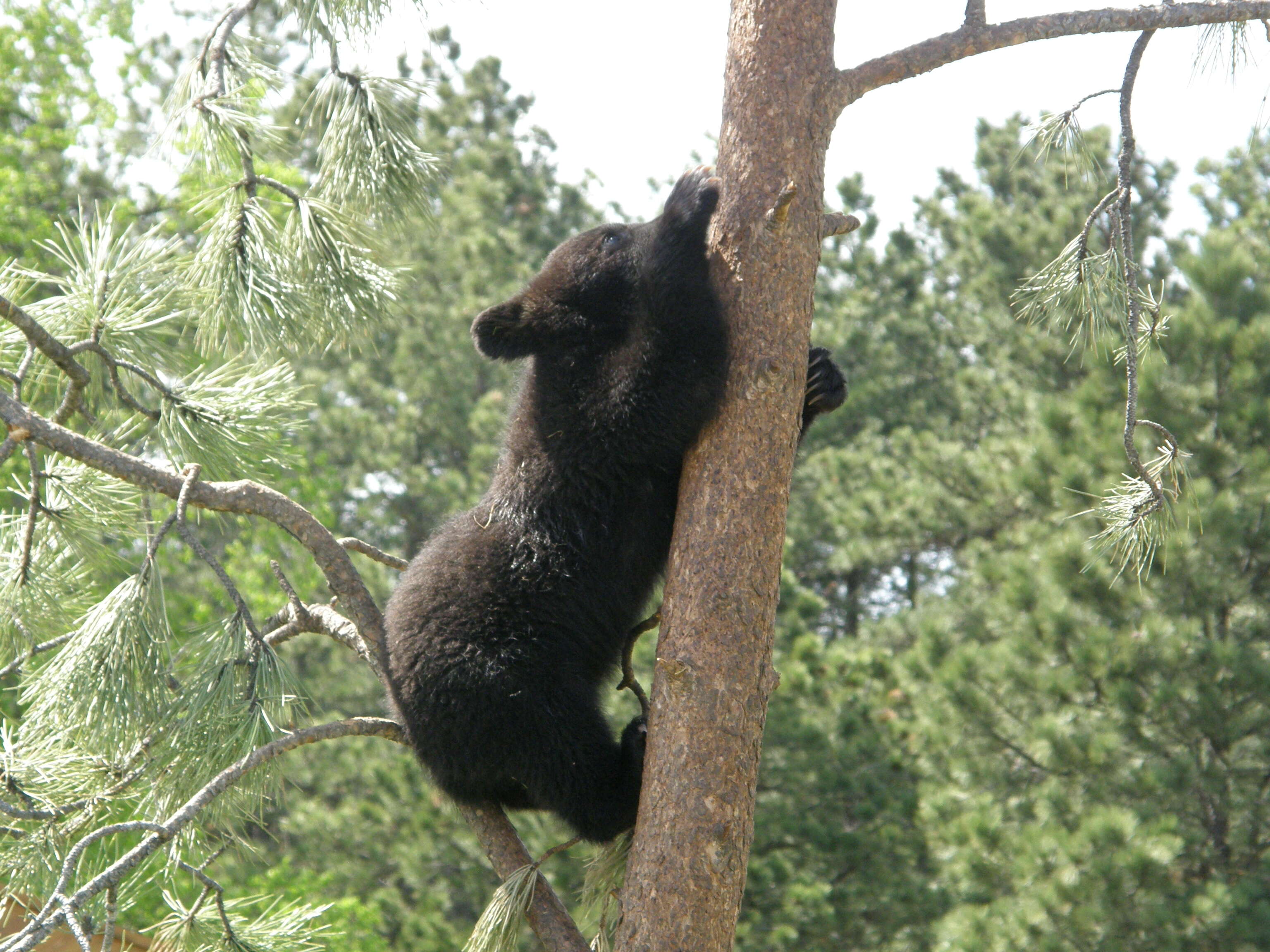 Image of American Black Bear