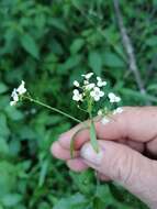 Imagem de Eutrema integrifolium (DC.) Bunge