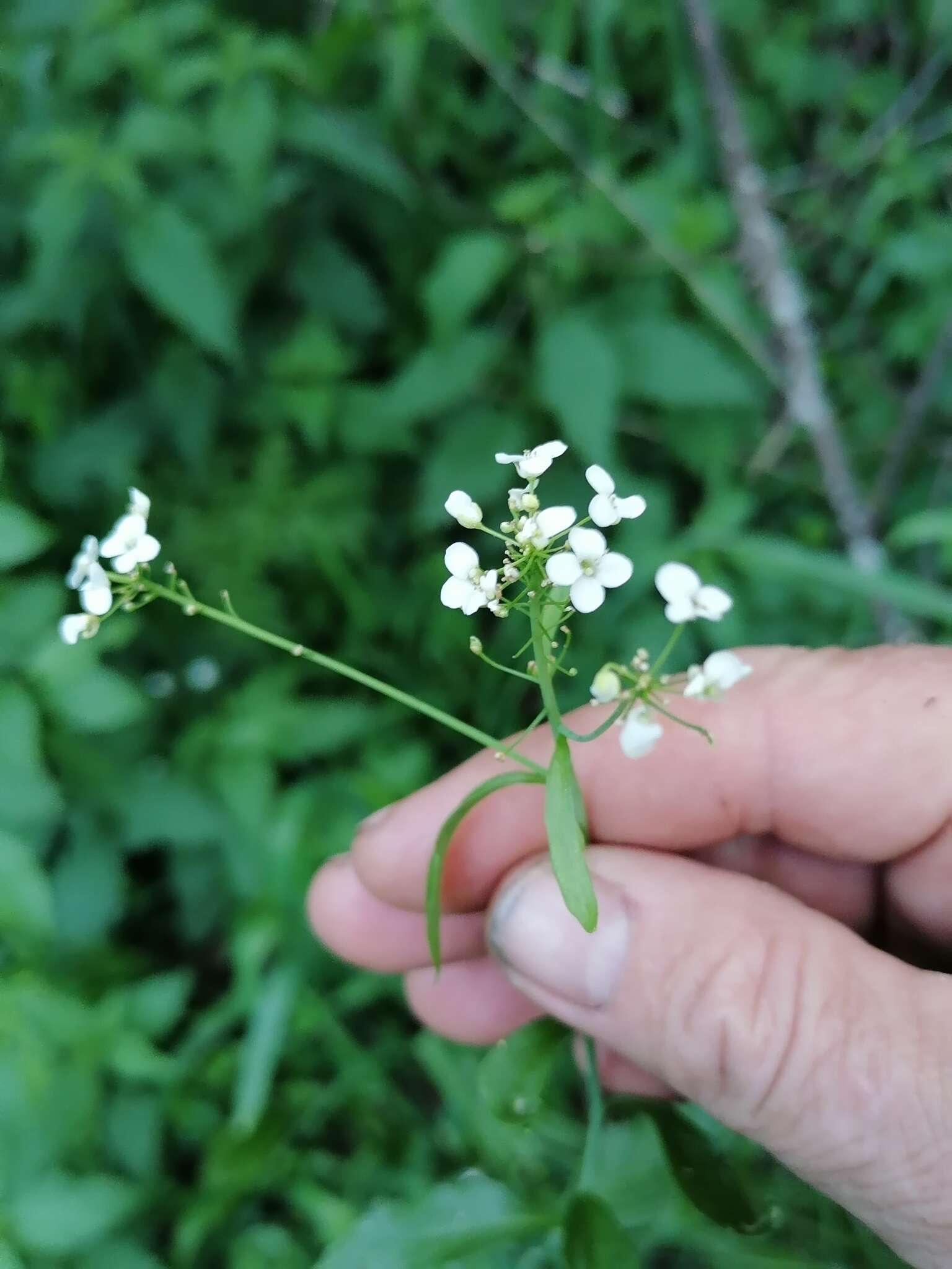 Imagem de Eutrema integrifolium (DC.) Bunge