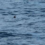 Image of Wedge-tailed Shearwater