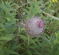 Слика од Cirsium decussatum Janka