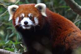 Image of red pandas