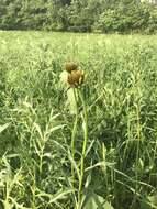 Image of Bush's purple coneflower