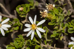 Image of Dusky Daisy-bush