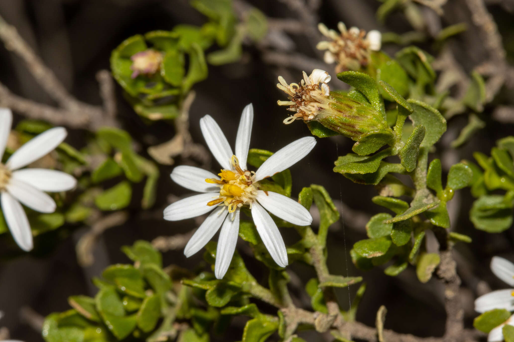 Image de Olearia muelleri (Sonder) Benth.