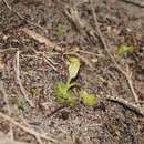 Image of Pterostylis lortensis D. L. Jones & C. J. French