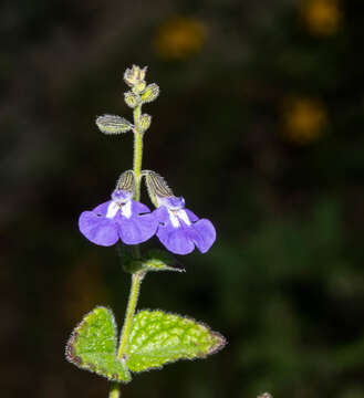 Salvia crucis Epling resmi