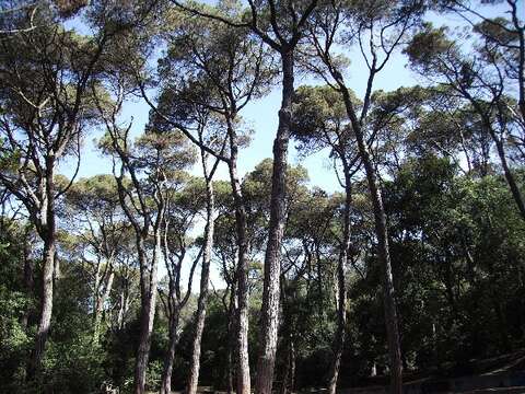 Fıstık çamı resmi