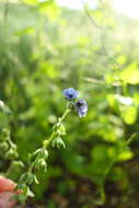 Image of blue hound's tongue