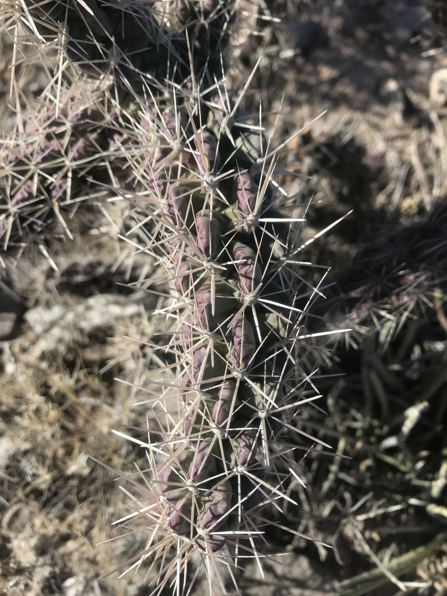 Image of tree cholla