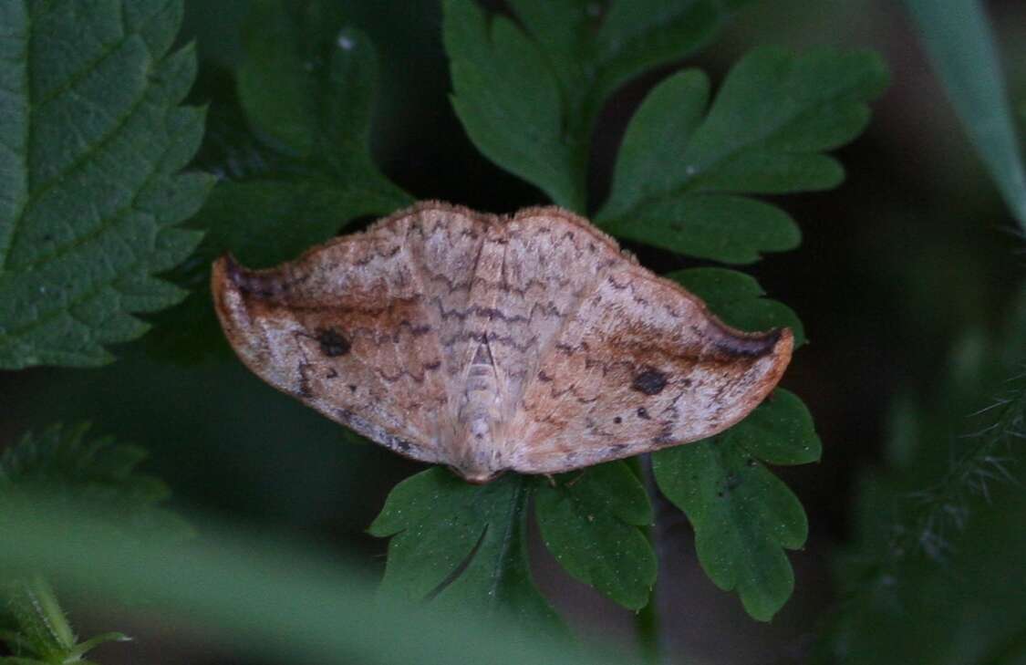 Image of Pebble Hook-tip