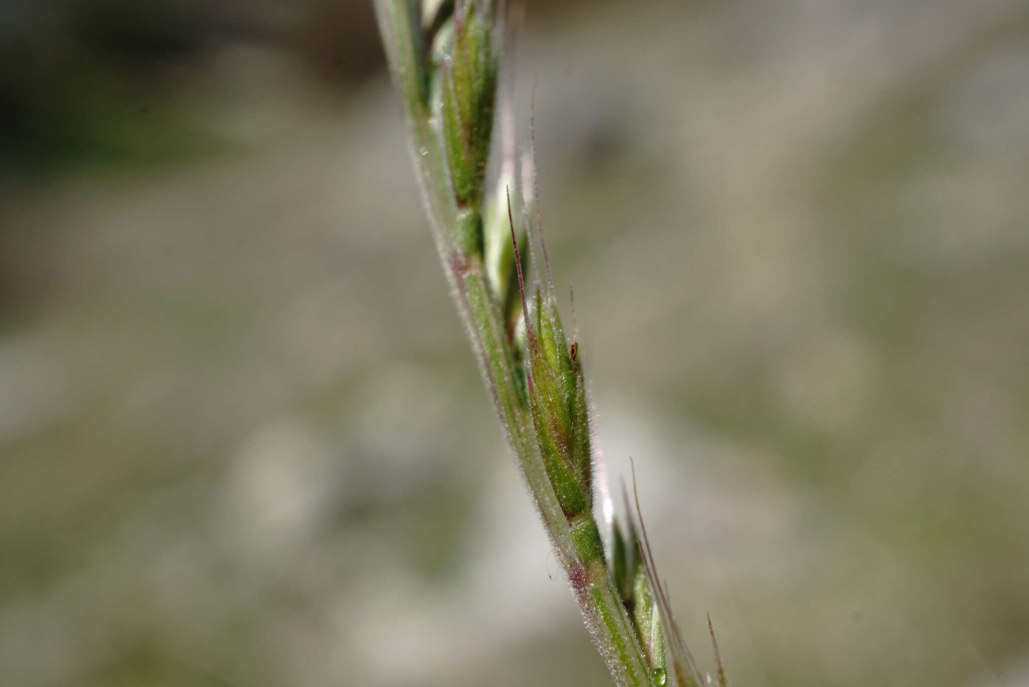 Image of mat-grass fescue