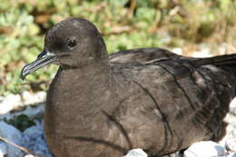 Image of Christmas Shearwater