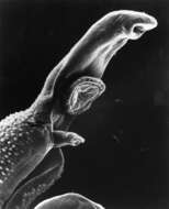 Image of Mictosomatidae Wolff 1965