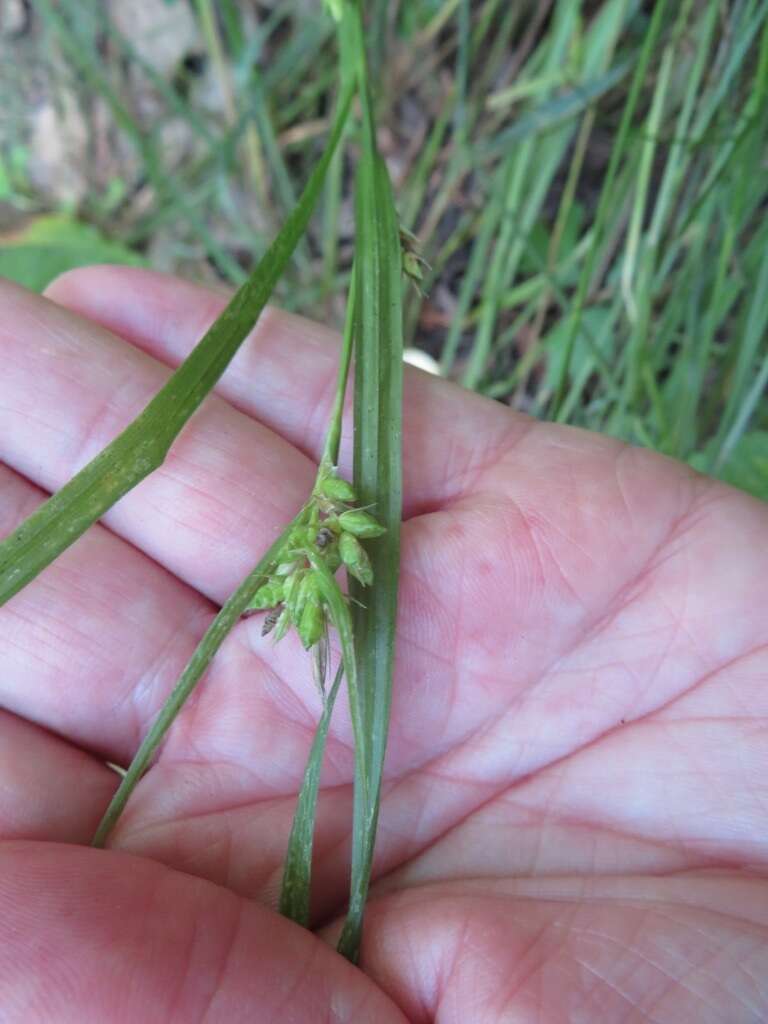 Imagem de Carex amphibola Steud.