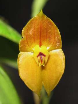 Image of Lepanthes ophelma Luer & R. Escobar