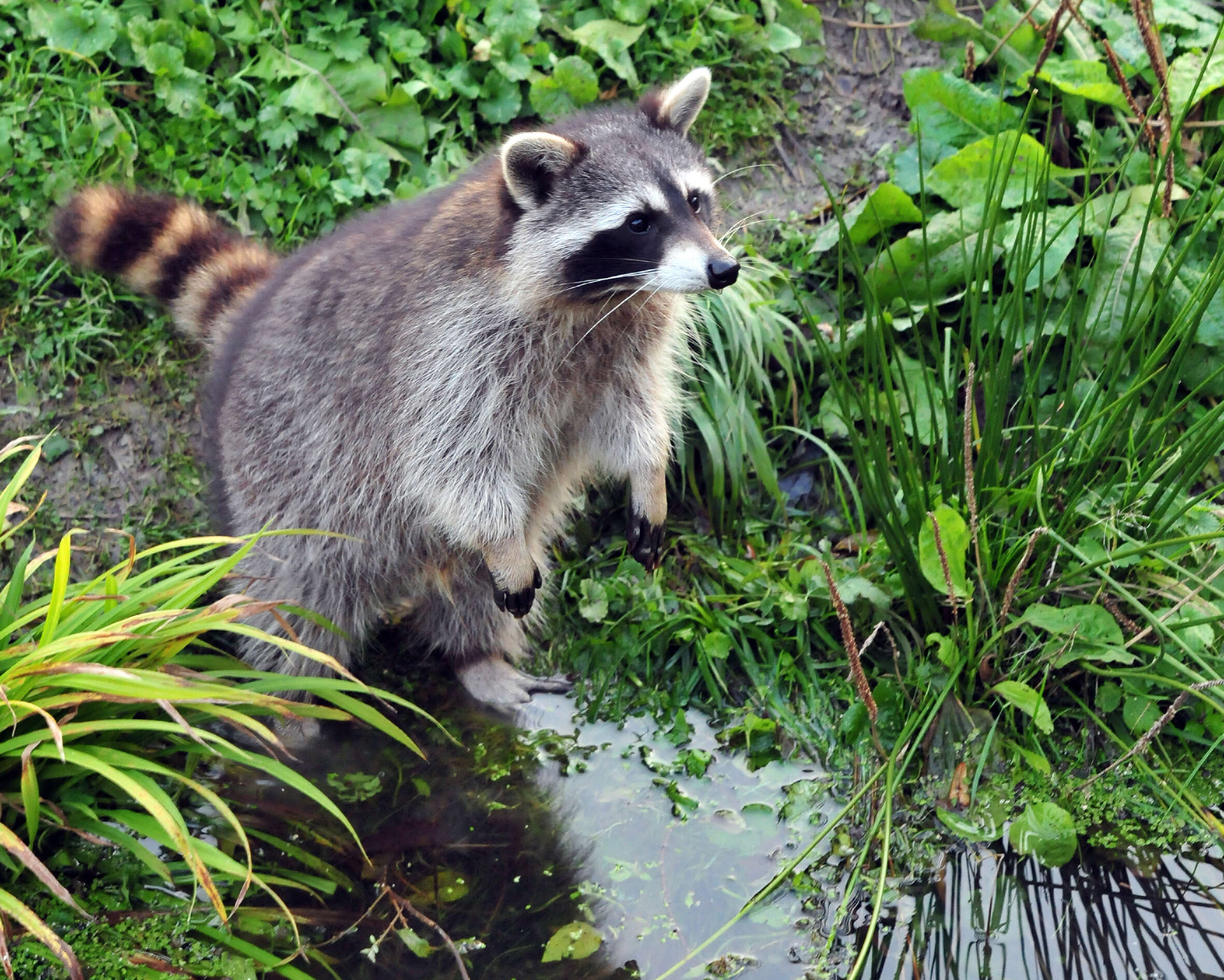 Image of raccoons