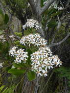 Imagem de Olearia townsonii Cheeseman