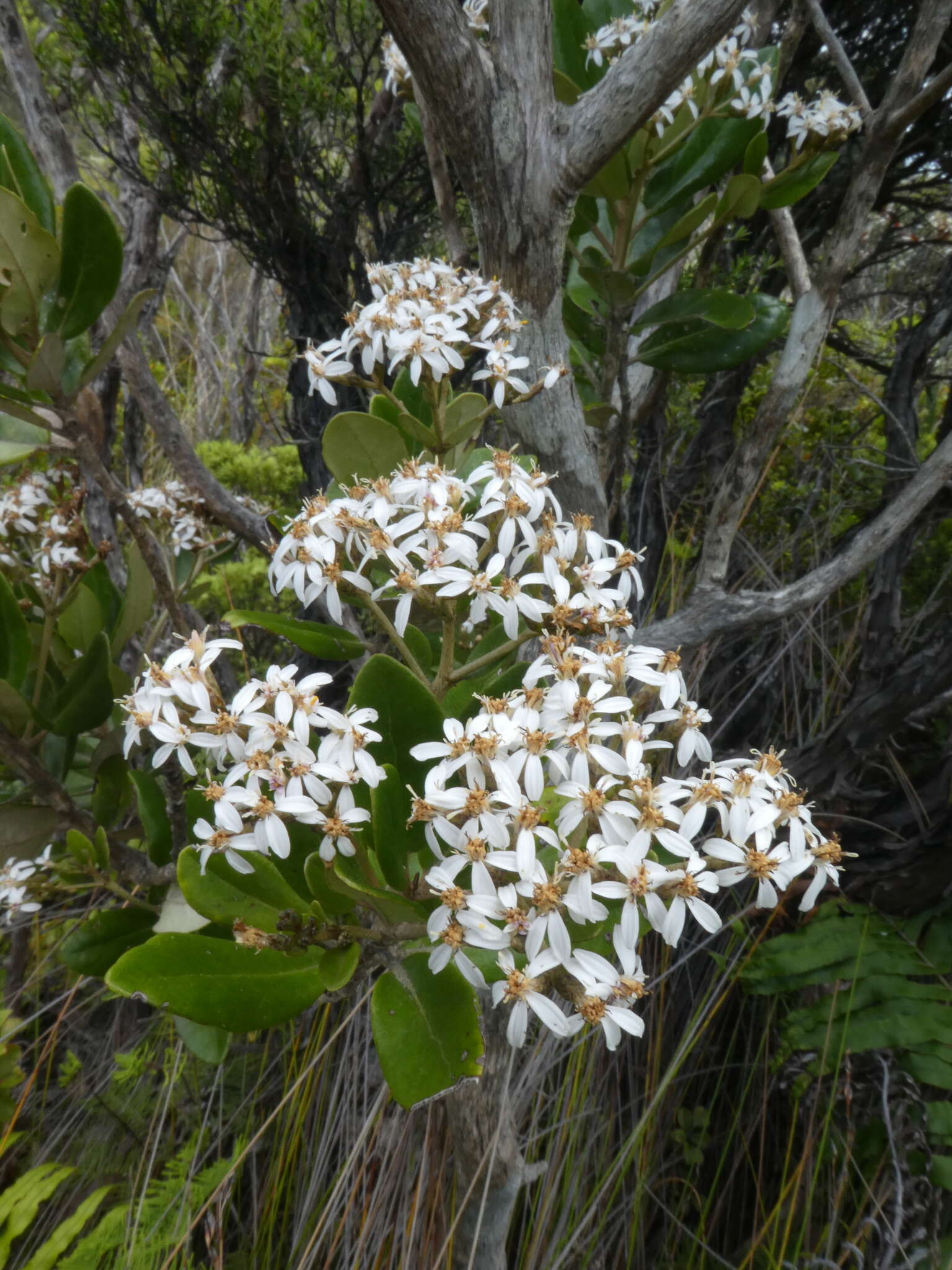 Imagem de Olearia townsonii Cheeseman