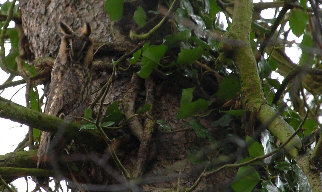 Image of Long-eared Owl