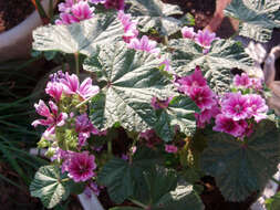 Image of high mallow