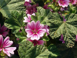 Image of high mallow