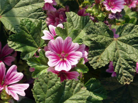 Image of high mallow