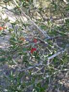 Image of Castela erecta subsp. texana (Torr. & A. Gray) Cronquist