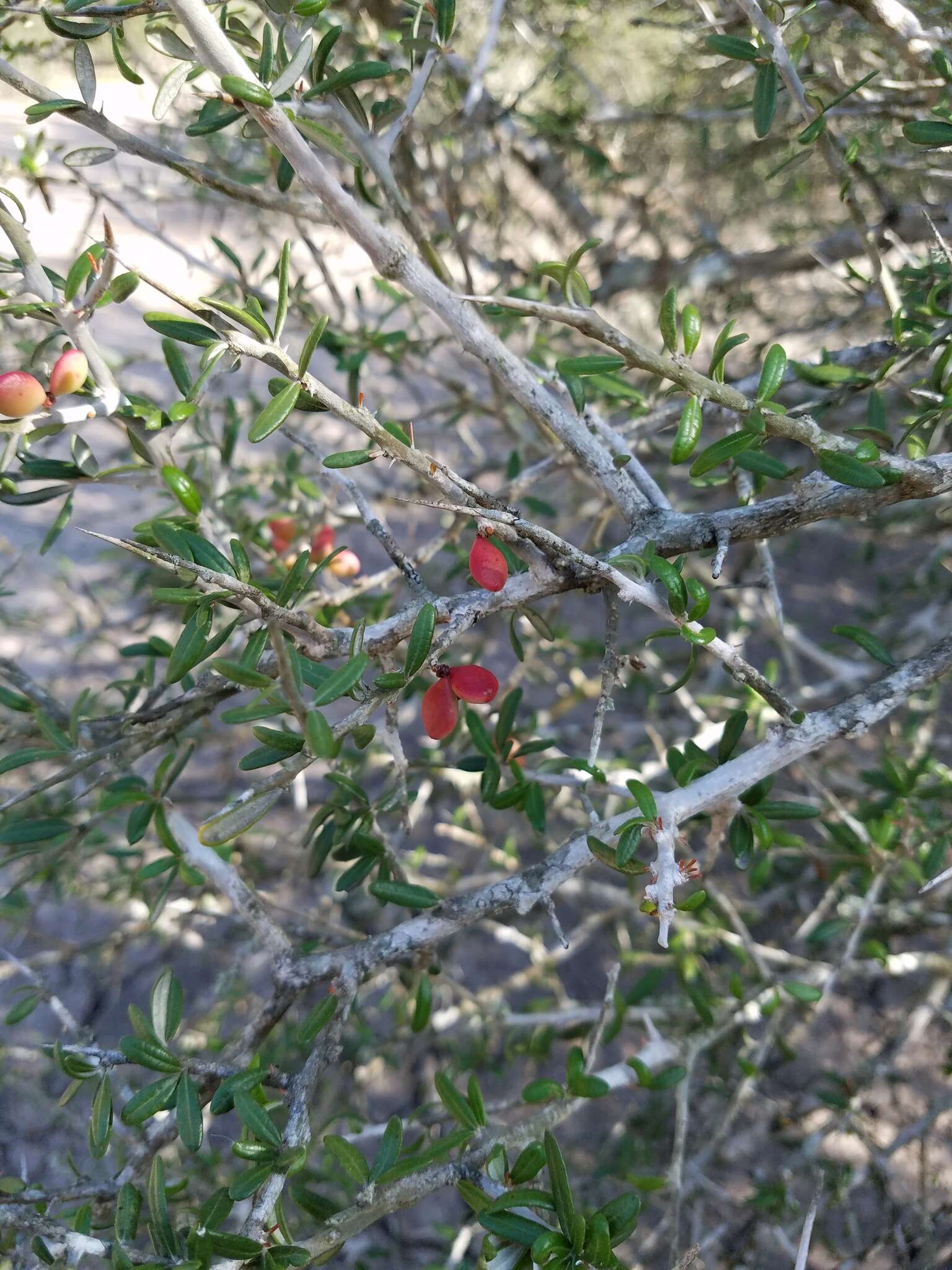 Imagem de Castela erecta subsp. texana (Torr. & A. Gray) Cronquist