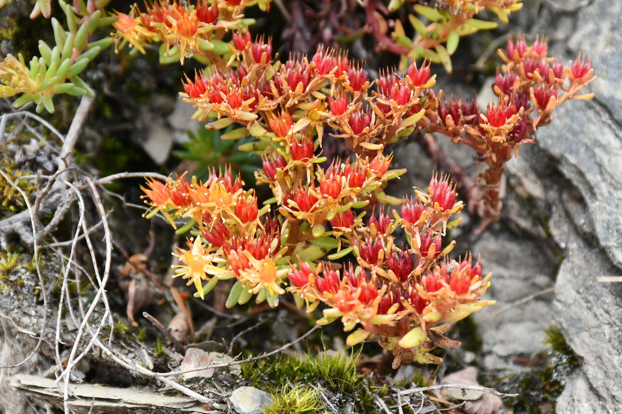 Sivun Sedum taiwanalpinum kuva