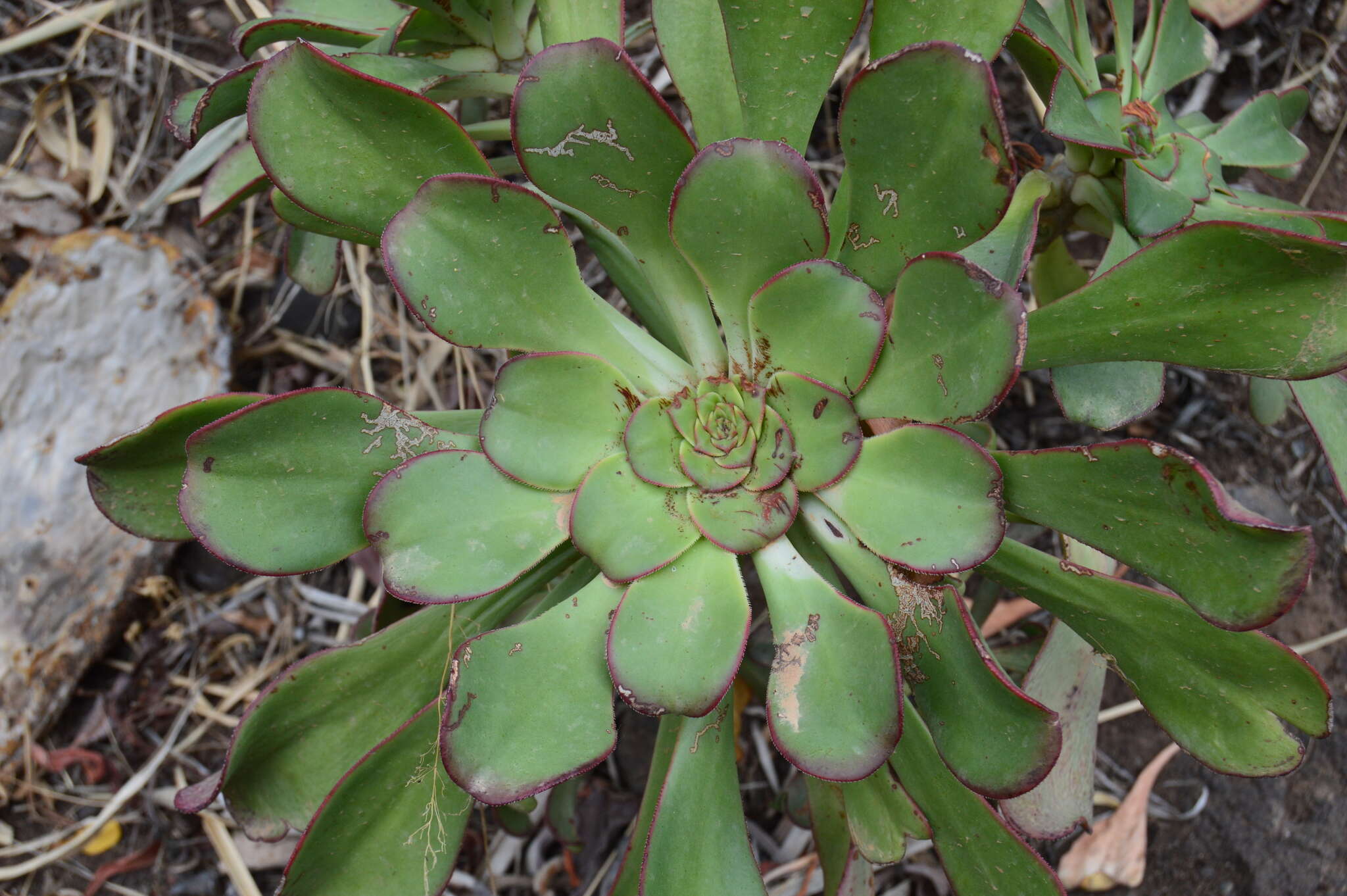 Image of Aeonium ciliatum (Willd.) Webb & Berth.