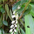 Coelogyne swaniana Rolfe resmi