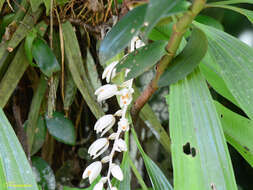 Coelogyne swaniana Rolfe resmi