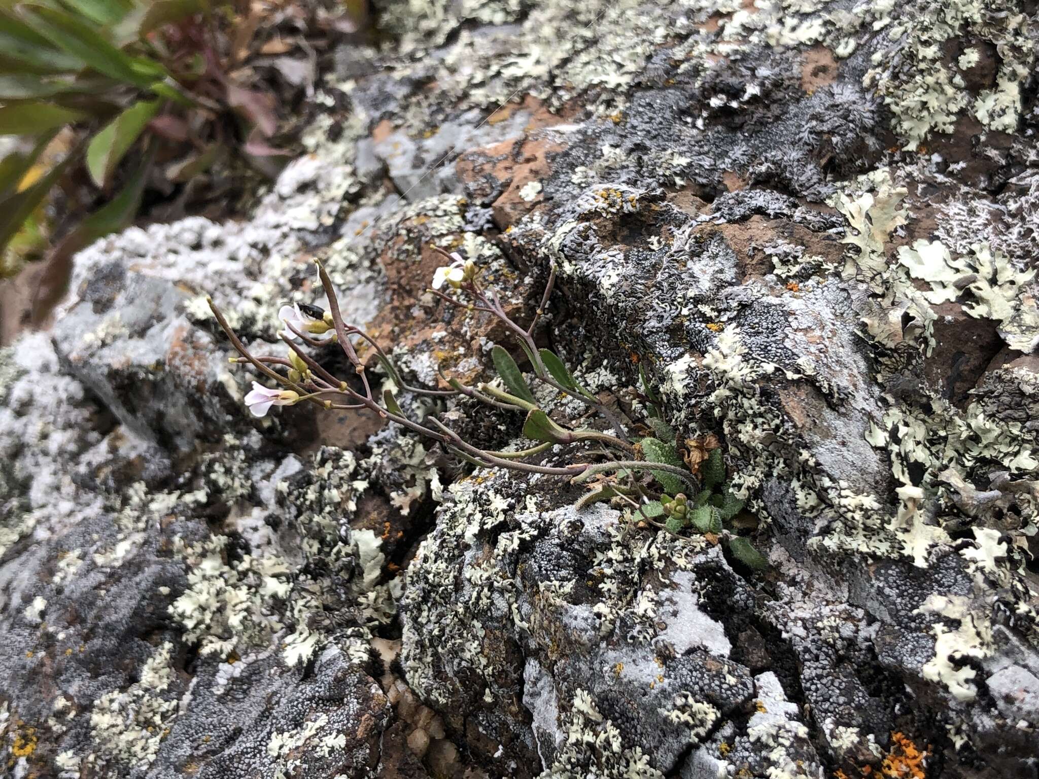 Image of lyrate rockcress