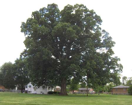 Image of Basket Oak