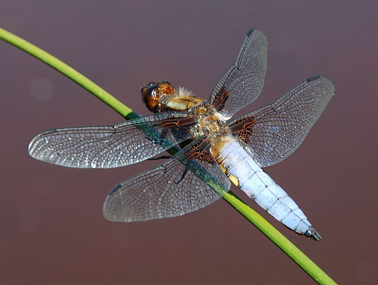 Image of Broad-bodied chaser