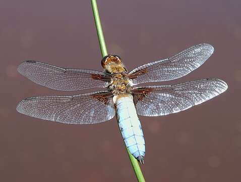 Image of Broad-bodied chaser