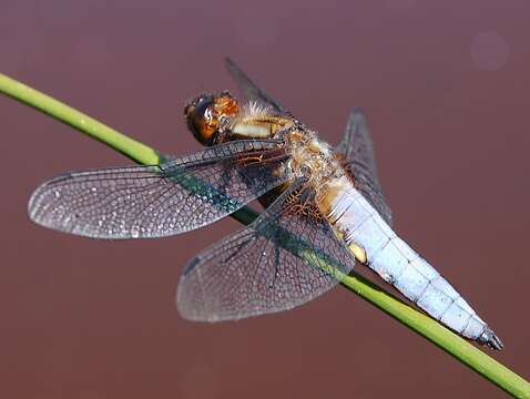 Image of Broad-bodied chaser